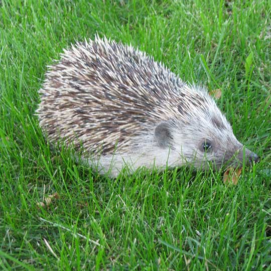 You are currently viewing der Igel