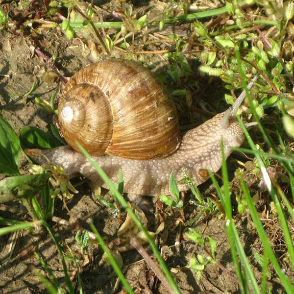You are currently viewing Die Weinbergschnecke