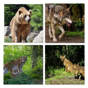 Risse durch Großraubtiere
