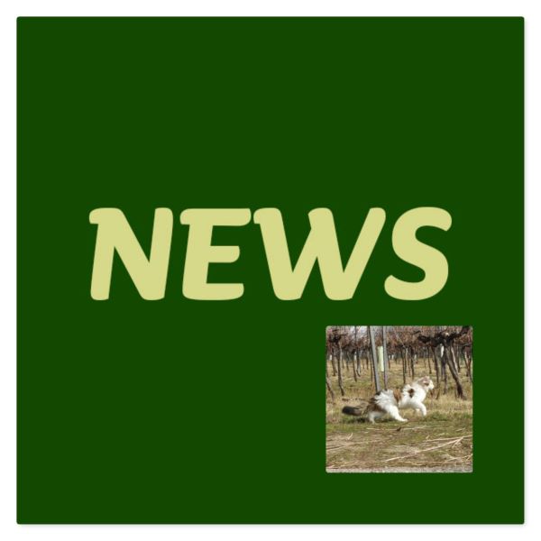 Read more about the article Vogelgrippevirus bei Hauskatzen