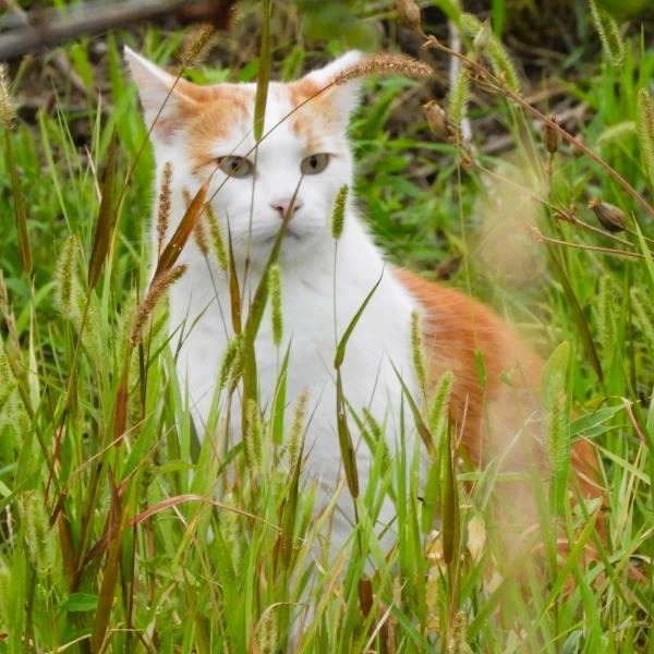Mehr über den Artikel erfahren Gute Katze – böse Katze?
