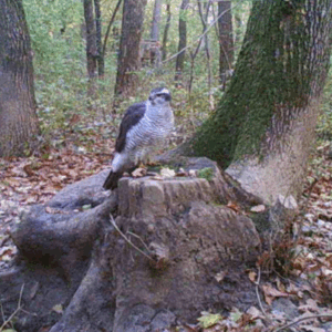 Habicht auf Baumstrunk