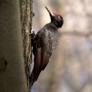 Schwarzspecht