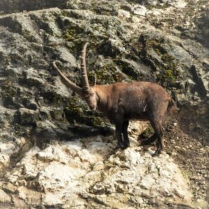 Alpensteinbock