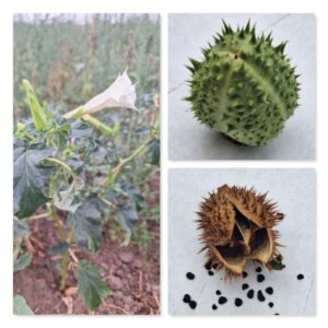 Stechapfel, giftig und invasiv